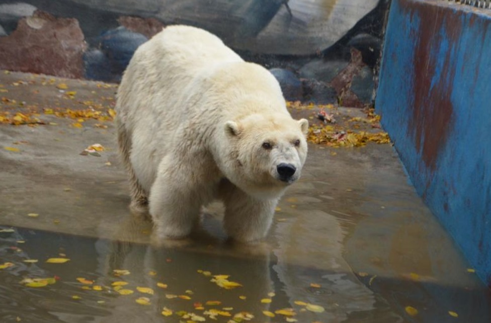 Старейшая белая медведица России Амдерма в пермском зоопарке