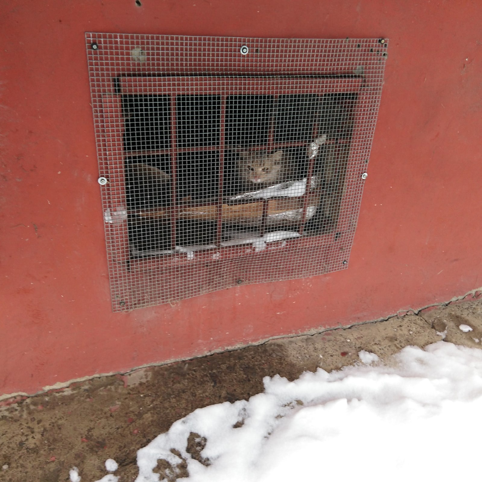 В Перми замуровали бездомную кошку в подвале дома. | НОВОСТИ ПЕРМИ | МОЙ  ГОРОД - ПЕРМЬ! — Новости Перми