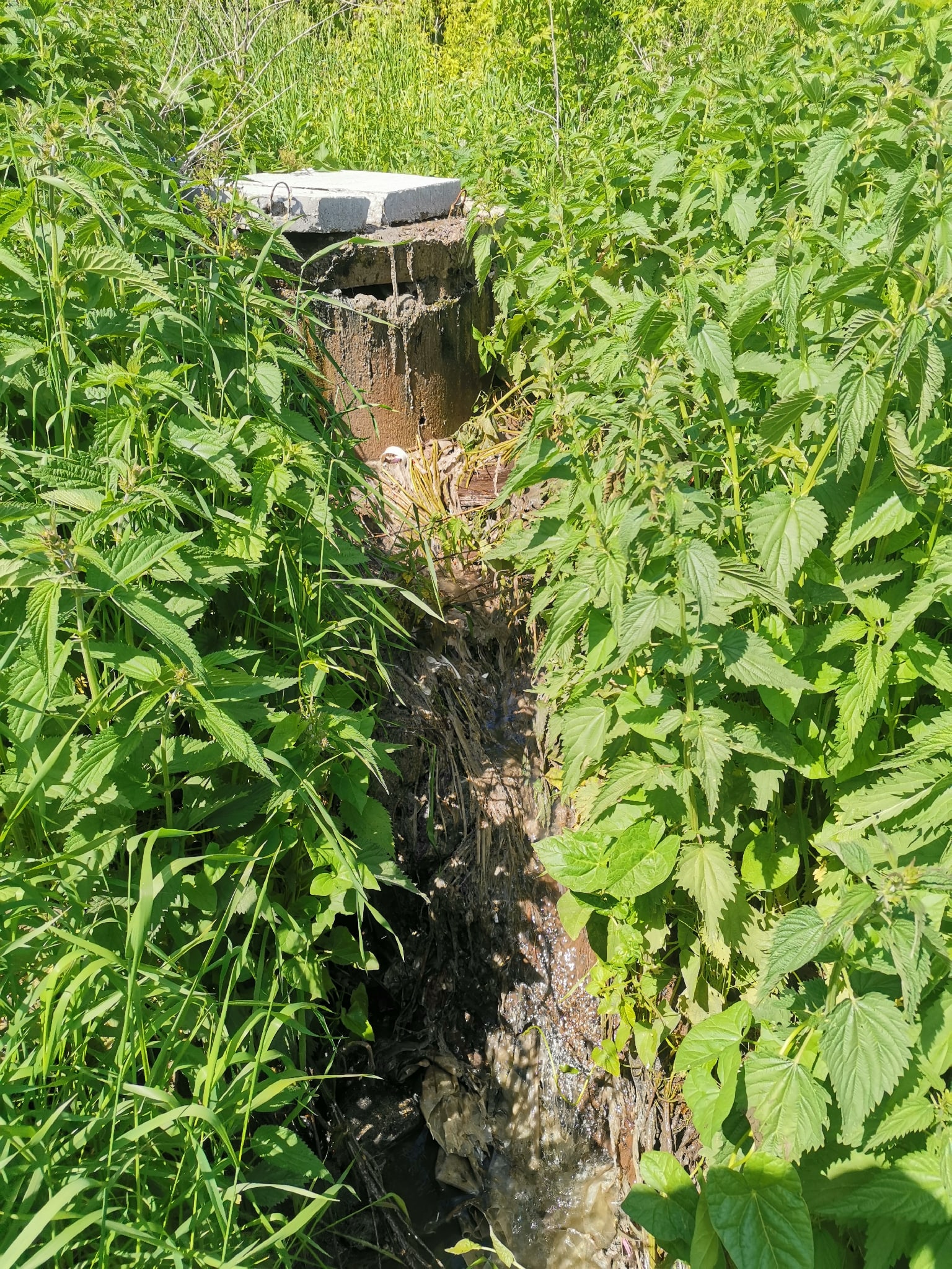 тот самый коллектор, откуда идут стоки в реку